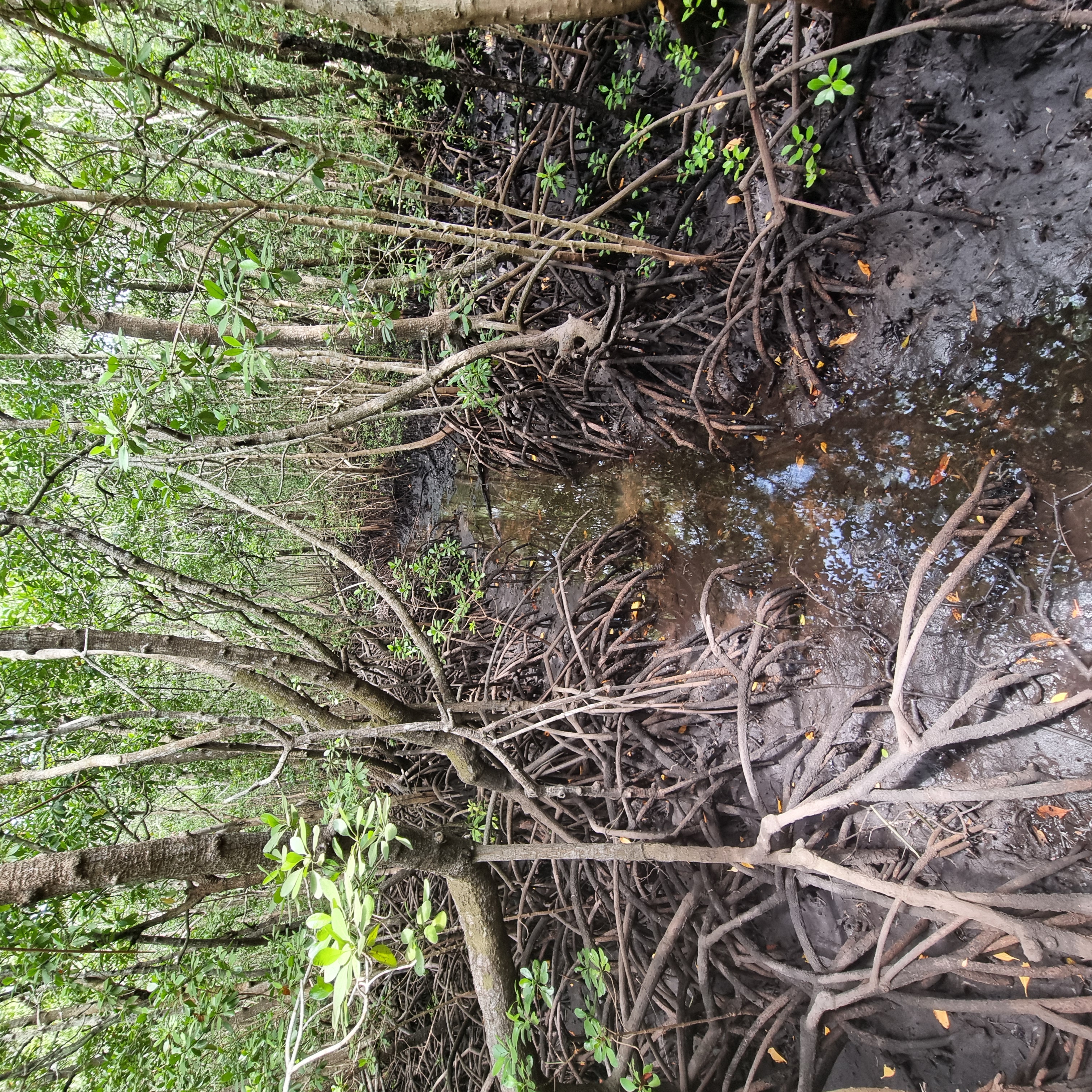 Red colobus monkey 121